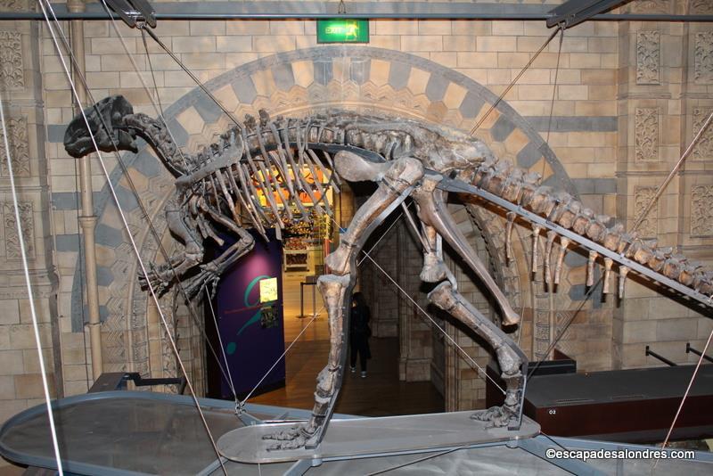 tarif musée histoire naturelle londres