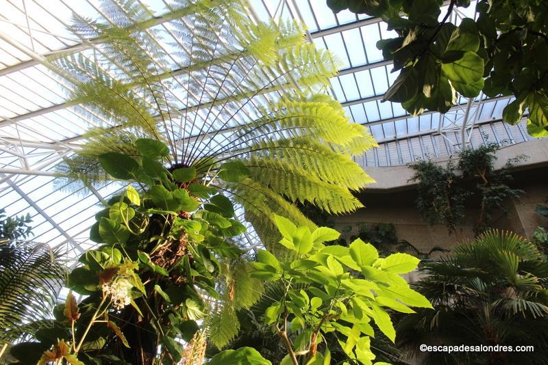 Barbican Conservatory London