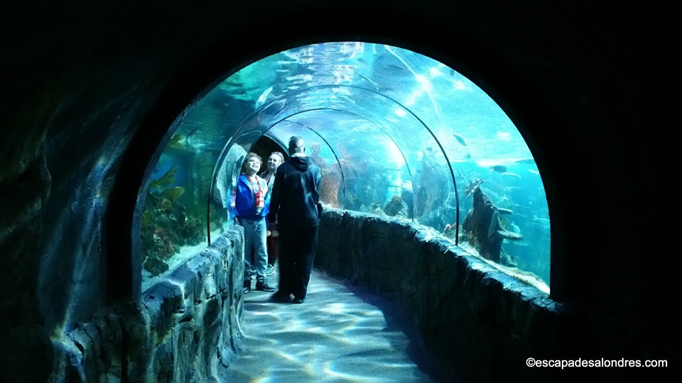 Chessington world aquarium
