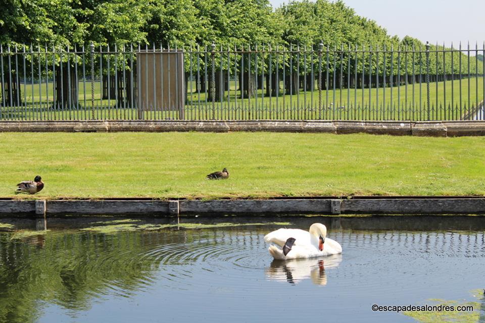 Hampton court palace gardens